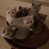 British Shorthair Blue