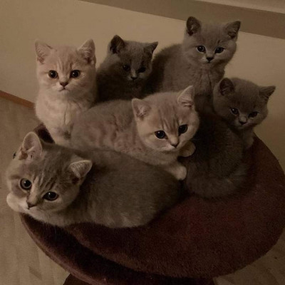 British shorthair foto