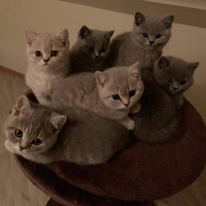 Vand puiuti British Shorthair