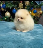 Puiuti Pomeranian