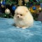 Puiuti Pomeranian
