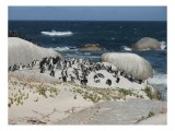 Tablou Canvas, "Pinguini la adăpostul oceanului albastru", Pinguini, Plajă, Oceane, St&acirc;nci, Valuri, Vegetație, Cer, Păsări, Nisip, Natură, 39 x 26 cm,