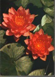 CPIB 15125 - FELICITARE - NUFAR ROSU. TIPARITA IN ITALIA, P. MARZARI srl SCHIO