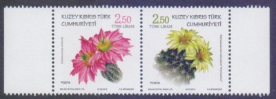CIPRU TURC 2018 CACTUSI foto