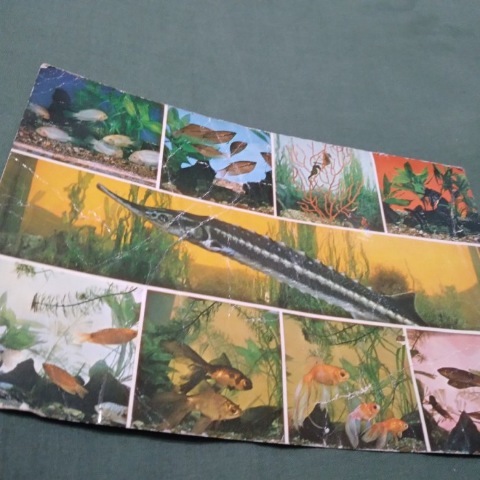 CARTE POSTALA GIGANT DELFINARIU CONSTANTA NECIRCULATA