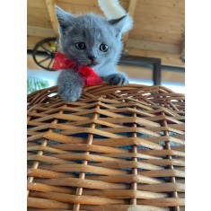 Cauti Vand pui pisica british shorthair blue? Vezi oferta pe Okazii.ro