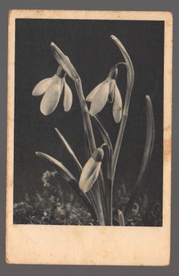 CPIB 20849 CARTE POSTALA, FELICITARE - GHIOCEI, IMPORT foto