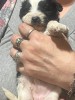 Bichon maltezi de vanzare!
