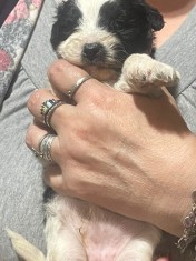 Bichon maltezi de vanzare!