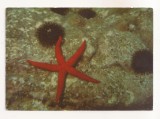 FA84 -Carte Postala- SPANIA - Submarine Parks of Spain, necirculata, Fotografie