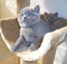 Pisicute british shorthair foto