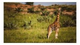 Tablou Canvas, "Gheara &icirc;naltă a savanei africane", Girafă, Savana, Iarbă, Cer, Arbuști, Trunchi, Pete, Peisaj, Natură, Verde, Sălbatic, Solemn, Majest