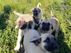 Caini de Kangal foto