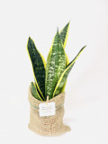 Planta interior Sansevieria sac | Plante Cadou