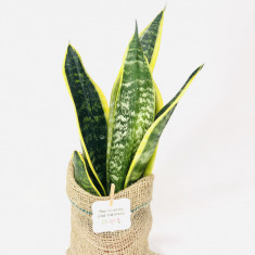 Planta interior Sansevieria sac | Plante Cadou