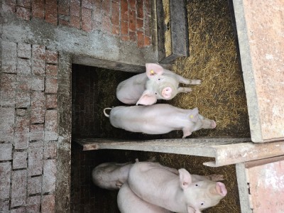 Porci de vanzare - rasa de carne foto
