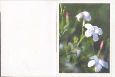bnk cp Flori - felicitare necirculata foto