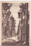 Bnk cp Ramnicu Valcea - Aleea cu brazi spre Foisor - circulata 1957 - Libraria noastra, Printata