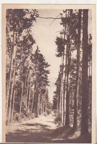 bnk cp Ramnicu Valcea - Aleea cu brazi spre Foisor - circulata 1957 - Libraria noastra