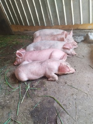 Vand purcei foto
