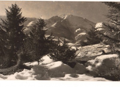 CPIB 22699 - CARTE POSTALA - MUNTII RODNEI. VEDERE SPRE PIETROSUL foto