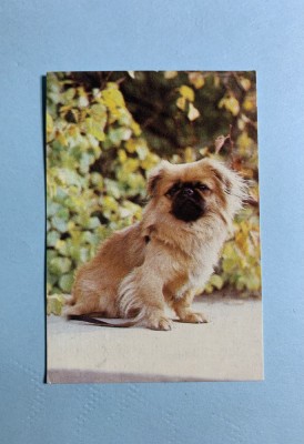 Calendar 1989 străin foto