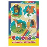 Coloram animale salbatice. Privim si coloram