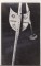 Foto  - 1