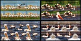 Romania 2015, LP 2062 d, Fauna ocrotita din rezervatiile romanesti - Pelicani, pasari, minicoli de 5 timbre + 1 vinieta, MNH!
