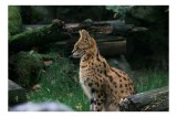 Tablou Canvas, "Serval printre ramuri de pădure", Nu pot identifica sau oferi informații despre specii de animale &icirc;n imagini. &Icirc;ți pot oferi descrieri