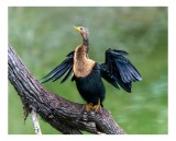 Tablou Canvas, "Cormoranul scutur&acirc;ndu-se după ploaie", Pasăre, Aripi, Apă, Trunchi, Verde, Penaj, Textură, Natură., 39 x 26 cm, CMCLASS