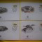HOPCT PLIC FDC S NR 260 SET 4 FDC FAUNA-COCOS KEELING ISLANDS 2000