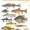 Peterson Field Guide to Freshwater Fishes, Second Edition