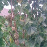 Plasa contra pasari 4 x 10m