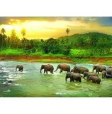Cumpara ieftin Puzzle Eurographics - Save the Planet!Animal Kingdom, 1000 piese
