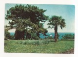 FA121 -Carte Postala- UCRAINA - Crimeea. Livadia. Sanatorium Park, necirculata 1971