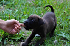 Vand pui de labrador foto