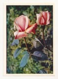 FA72-Carte Postala- RUSIA - Pravda, Rose, necirculata 1965