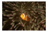 Tablou Canvas Ocean Simbioză Pești Clovn Anemone Habitat Corali, 39 x 26 cm, CMCLASS