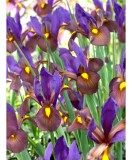 Iris Hollandica, Eye of the Tiger, Violet, 10/+, 1 Bulb, Oem