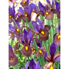 Iris Hollandica, Eye of the Tiger, Violet, 10/+, 1 Bulb