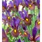 Iris Hollandica, Eye of the Tiger, Violet, 10/+, 1 Bulb