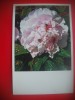 HOPCT 5409 FLORI DIN -CHINA -ASIA-NECIRCULATA, Printata