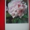HOPCT 5409 FLORI DIN -CHINA -ASIA-NECIRCULATA