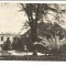 @carte postala(ilustrata)-BRAILA-Lacul Sarat