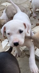 Donez pui amstaff! foto