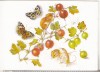 Bnk cp Fauna - soareci, fluturi - uzata, Circulata, Printata