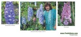 DELPHINIUM AJACIS - flori de gradina - 10 seminte pt semanat