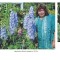 DELPHINIUM AJACIS - flori de gradina - 10 seminte pt semanat