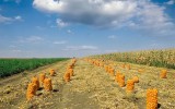 Saci Rafie cu Șnur 60x100 cm, Galbeni Aurii, pentru Legume